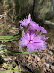 Thysanotus