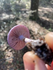 Cortinarius iodes