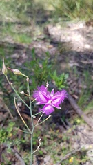 Thysanotus tuberosus