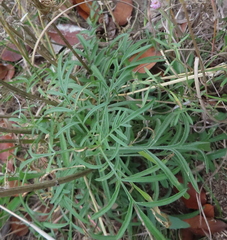 Ratibida columnifera