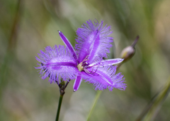Thysanotus tuberosus