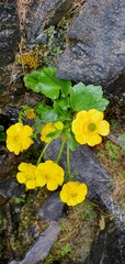 Ranunculus insignis