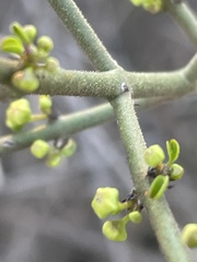 Adolphia californica