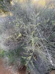 Adolphia californica