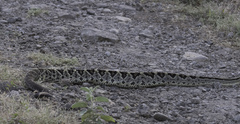 Crotalus simus