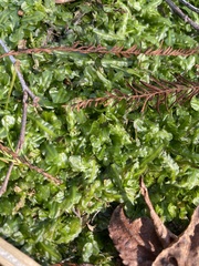 Pallavicinia lyellii