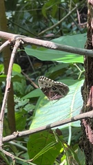 Morpho helenor