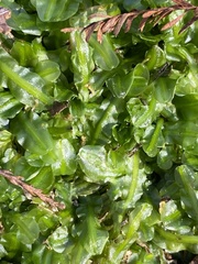 Pallavicinia lyellii