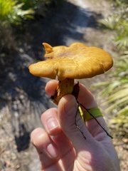 Omphalotus subilludens