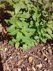 Solanum xanti