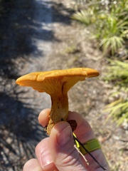 Omphalotus subilludens