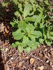 Solanum xanti