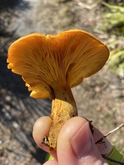 Omphalotus subilludens