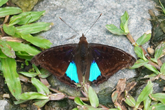 Doxocopa cyane