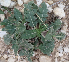 Engelmannia peristenia