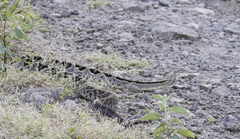 Crotalus simus