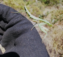 Trachymantis dentifrons