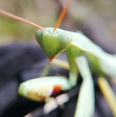 Trachymantis dentifrons