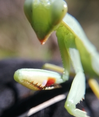 Trachymantis dentifrons