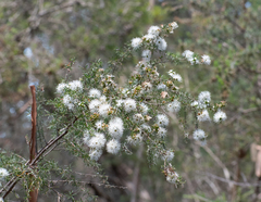 Kunzea ambigua