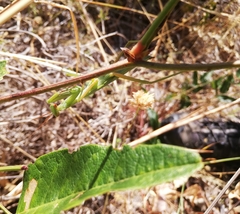 Trachymantis dentifrons