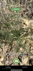 Foeniculum vulgare