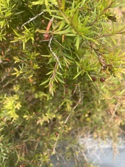Leucopogon fasciculatus