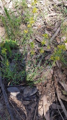 Pimelea curviflora