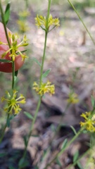 Pimelea curviflora
