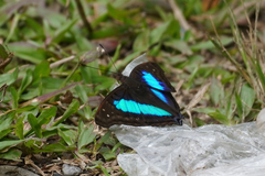 Doxocopa laurentia cherubina