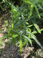 Pseudopanax crassifolius × lessonii
