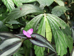 Tradescantia zebrina zebrina