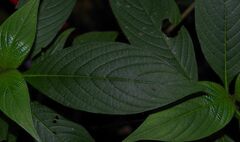 Palicourea granvillei
