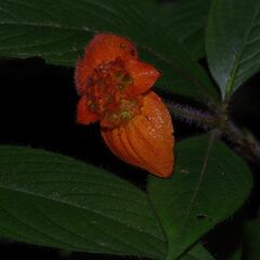 Palicourea granvillei