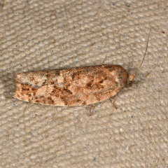 Choristoneura fumiferana