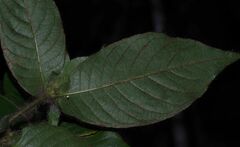 Palicourea granvillei