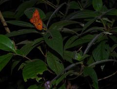 Palicourea granvillei