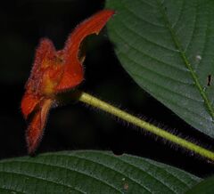 Palicourea granvillei