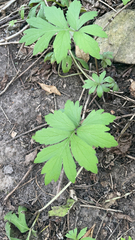 Hydrophyllum virginianum