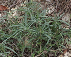 Melampodium leucanthum
