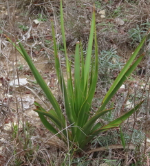 Yucca rupicola