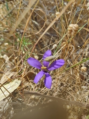 Cheiranthera linearis