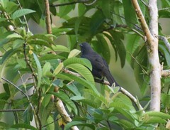 Saltator grandis