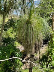 Xanthorrhoea