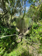 Xanthorrhoea