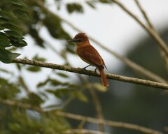 Pachyramphus cinnamomeus