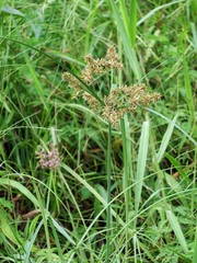 Cyperus javanicus