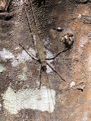 Phricta spinosa