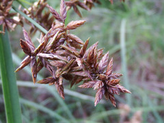Cyperus javanicus
