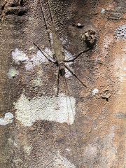 Phricta spinosa